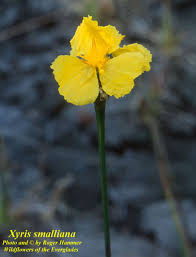 Image result for Xyris