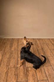 All pets clinic is a hospital & health care company based out of 1741 e silver springs blv, ocala, florida, united states. All Pets Clinic 1139 E Silver Springs Blvd Ocala Fl Veterinarians Mapquest