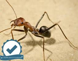 Some of the cities we service are boca raton, delray beach, boynton beach, west palm beach, pompano beach, coral springs, parkland, coconut creek. Ground Residential Ant Control Baiting Treatment Boring Chores Pest Control