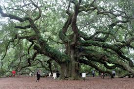 It is located just minutes from downtown charleston on the savannah highway in john's island. Cooking With Mary And Friends Exploring The Charleston Tea Plantation And Angel Oak Tree