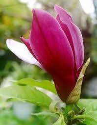 Berbeda dengan cempaka putih, cempaka merah tidak begitu populer di masyarakat indonesia. Bunga Cempaka Merah Red Cream Flowers Steemit