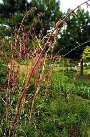 Image result for Beschorneria sp. (Biegel 5357)