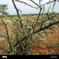 Image result for Rhigozum brevispinosum