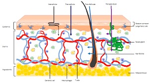 Vaccine side effects like pain, soreness, and fatigue, as well as rarer ones like the blood clotting reported with the johnson & johnson vaccine, occurred. Vaccines Free Full Text Vaccination Into The Dermal Compartment Techniques Challenges And Prospects Html