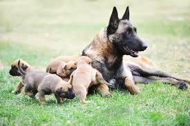 Belgian malinois mixed with german shepherd breeder website. Belgian Malinois Vs German Shepherd Which Breed Is Right For You
