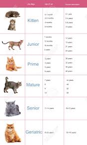 pet age concept comparison chart of cat and human years as background