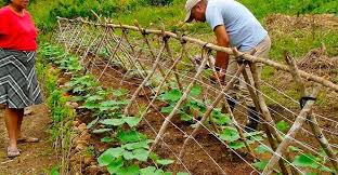 Agricultura regenerativa: es posible producir alimentos y contribuir a la  salud del ambiente