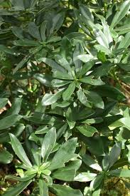 Image result for Daphne mezereum