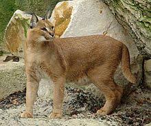 Learn more about caracal cats. Caracal Simple English Wikipedia The Free Encyclopedia