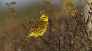 The beauty of rails is that you can. Yellowhammer The Wildlife Trusts