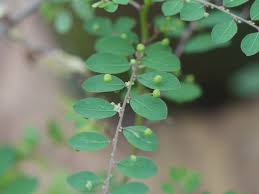 Image result for Phyllanthus tenellus