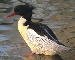 Maybe you would like to learn more about one of these? Scaly Sided Merganser Wikipedia