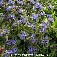 Image result for Tinnea galpinii