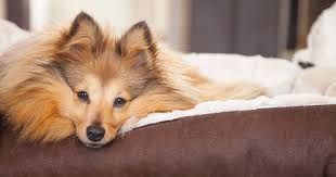 Twenty percent of all dogs (regardless of age) are affected by osteoarthritis, making it the most common chronic disease they face. How To Create An Arthritis Friendly Home For Your Dog Zoetis Petcare