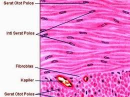 Otot menyebabkan pergerakan suatu organisme ataupun pergerakan dari organ dalam fascia merupakan jaringan ikat gabungan dari jaringan fibrus dan areolar dapat membungkus dan menghimpun otot menjadi satu. Pengertian Otot Polos Jenis Ciri Tipe Struktur Contoh