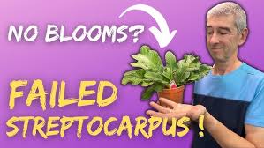Image result for Streptocarpus myoporoides