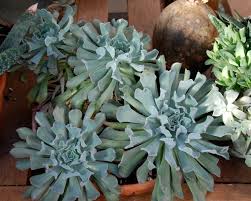 Maybe you would like to learn more about one of these? Stillwater Succulents