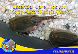 Essential Care Tips For Triops Australiensis Green