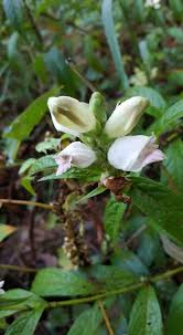 Image result for Blotiella glabra