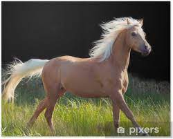 From the youngest sibling on a leadline pony to dad on a welsh cob, the welsh breed offers something for everyone. Poster Galoping Palomino Welsh Pony Auf Schwarzem Hintergrund Pixers Wir Leben Um Zu Verandern