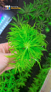 Image result for Syngonanthus