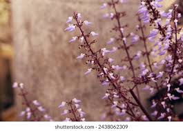 Image result for Coleus calycinus