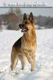 deutsche schaferhundin besca sonstige fotos schaferhunde deutscher schaferhund hunde