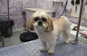 Search anything about wallpaper ideas in this website. How To Become A Dog Groomer Careers Advice For Schools