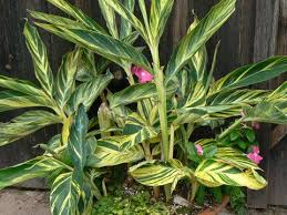Variegated Ginger Alpinia Marie S Garden Plants Backyard Plants Landscaping Plants