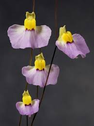 Image result for Utricularia