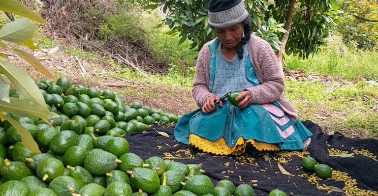 Expo Agraria 2026 reunirá innovación, conocimiento y ponencias técnicas  para impulsar el desarrollo del agro peruano