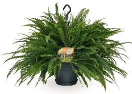 Image result for ledviník