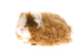 All animals have been health and behaviour assessed by the rspca. What Is A Texel Guinea Pig Vet Explains Pets