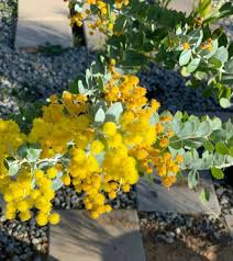 Image result for Acacia podalyriifolia