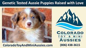 Check spelling or type a new query. Colorado Toy And Mini Australian Shepherd Puppies Youtube