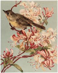 Vintage pink floral bird pattern. Vintage Bird With Pink Flowers Image The Graphics Fairy
