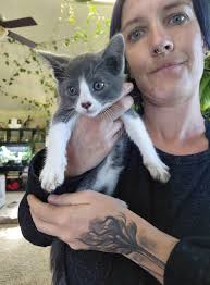 Found kitten in Knappa, Oregon