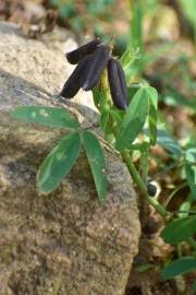 Image result for Crotalaria torrei