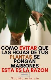 Pin En Tip Y Plantas