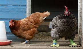 We did not find results for: Chicken Run Woman Treats Giant Hen S Sore Feet By Making Tiny Shoes From Gardening Gloves Mirror Online