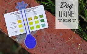 Depth and nature of color is related to urine volume and presence of pigments. Best Urine Test Strips For Dogs At Home Dog Uti Test Caninejournal Com