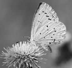 Image result for Celastrina argiolus