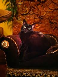 Revaccination revaccination (booster) with core vaccines, including rabies, is recommended for all dogs and cats 1 year following canine distemper (attenuated). Cat Vaccines Answers To All Your Questions Ask The Cat Doctor