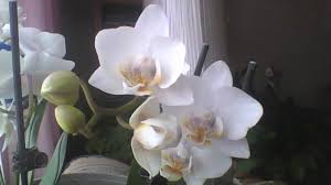 Image result for Rhipidoglossum ovale