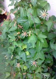 Image result for Passiflora sanguinolenta