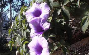 Image result for Ipomoea hochstetteri