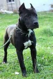 Black And White Boston Terrier Pitbull Mix Pin On Fury Friends