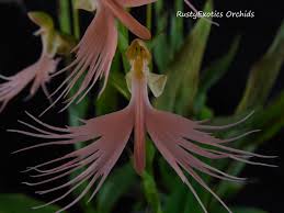 Image result for Habenaria subarmata