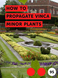 Vinca minor, or periwinkle, is a ground creeping vine. Pin On Flower Garden