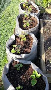 Simple And Cheap Garden Edging Ideas For Your Garden Cinder Block Garden Edging Gardenideas Edgin Potato Gardening Growing Vegetables Growing Sweet Potatoes